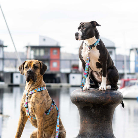 Hundehalsband mit Smart ID Blue Ocean