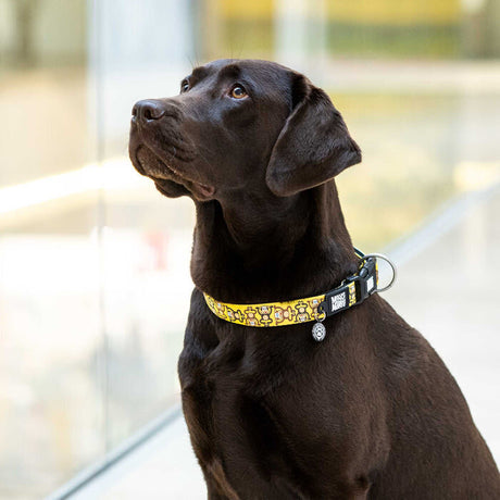 Hundehalsband Monkey Maniac mit Smart ID