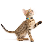 Katzenhalsband Smart ID