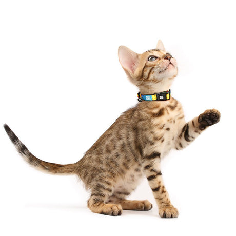 Katzenhalsband Smart ID