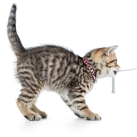 Katzenhalsband Smart ID