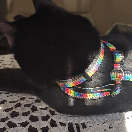 Katzenhalsband Smart ID – one Size - Crayons