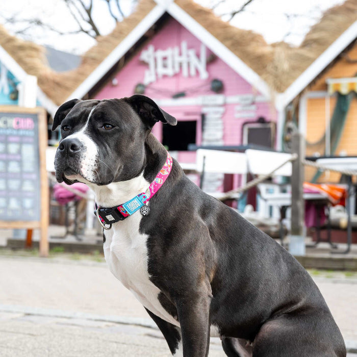 Magical Hundehalsband mit Smart ID