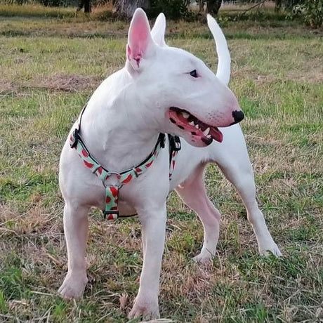 Max & Molly Original H-Geschirr Watermelon