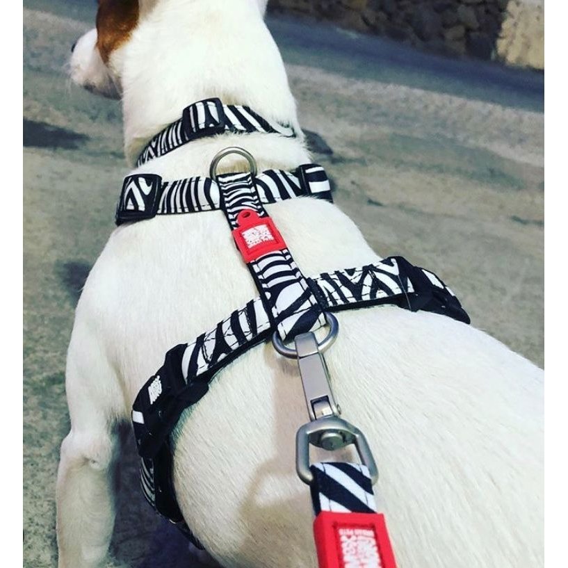 Max & Molly Original H-Geschirr Zebra Classic