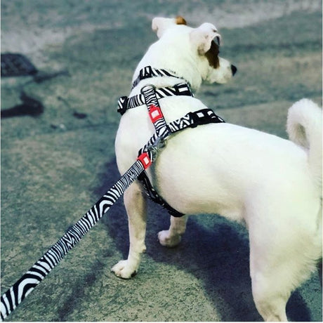 Max & Molly Original Kurzleine Zebra Classic