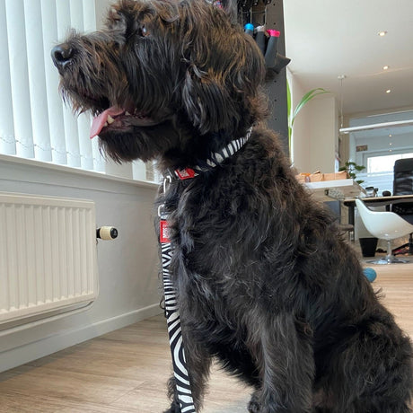Max & Molly Original Kurzleine Zebra Classic