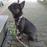 Max & Molly Original Multifunktionsleine Missy Pop