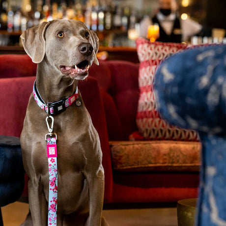 Smart ID Hundehalsband Cherry Bloom