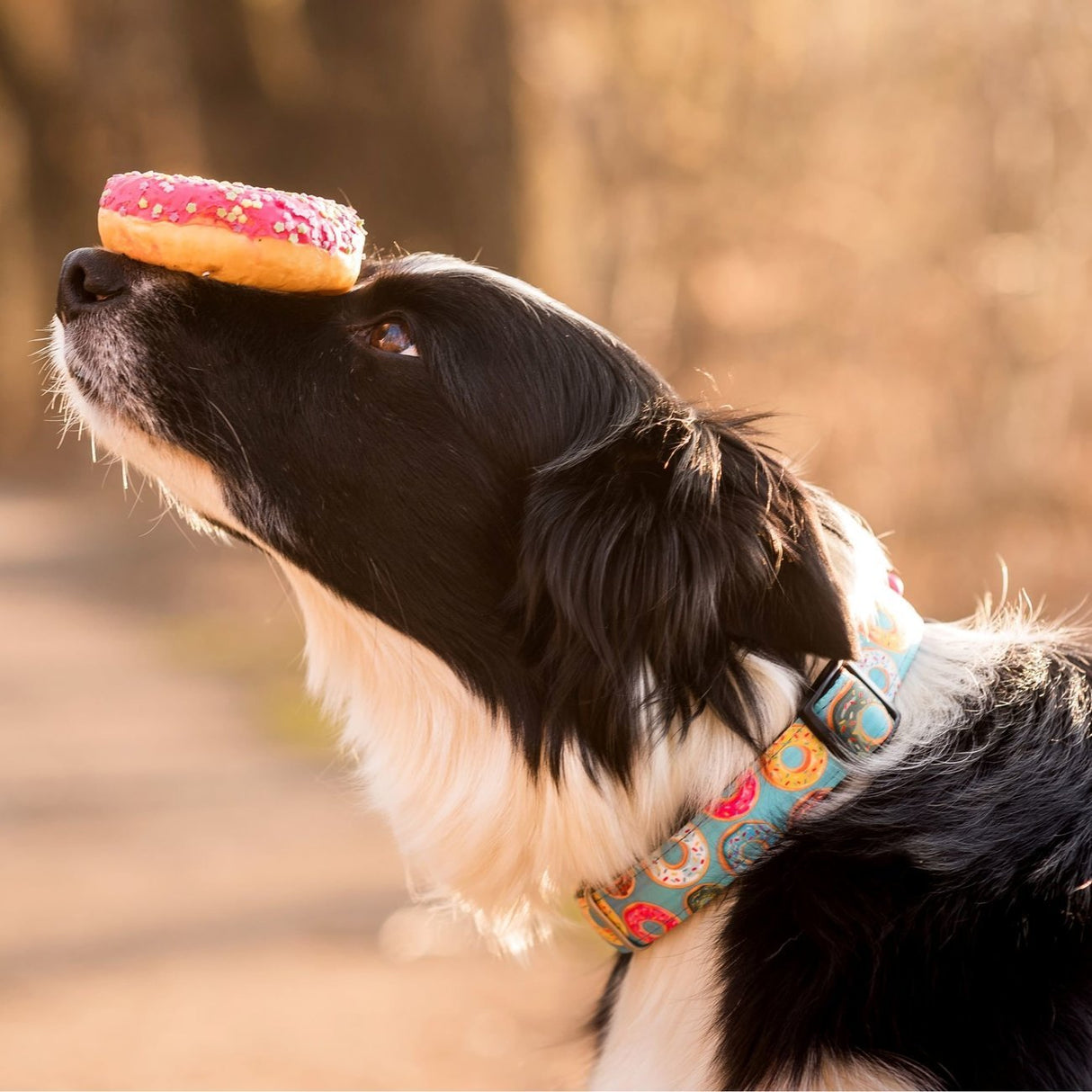Max & Molly Smart ID Hundehalsband Donuts