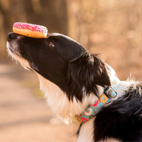 Max & Molly Smart ID Hundehalsband Donuts