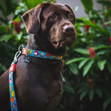 Max & Molly Smart ID Hundehalsband Little Monsters