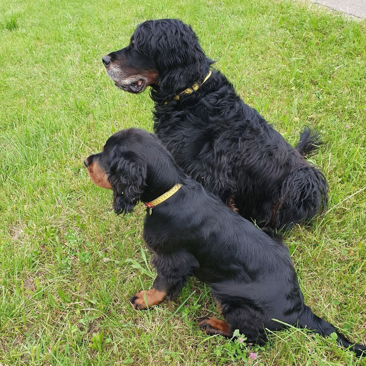 Max & Molly Smart ID Hundehalsband Ruler