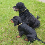 Max & Molly Smart ID Hundehalsband Ruler