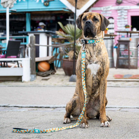 Smart ID Hundehalsband Sweet Pineapple