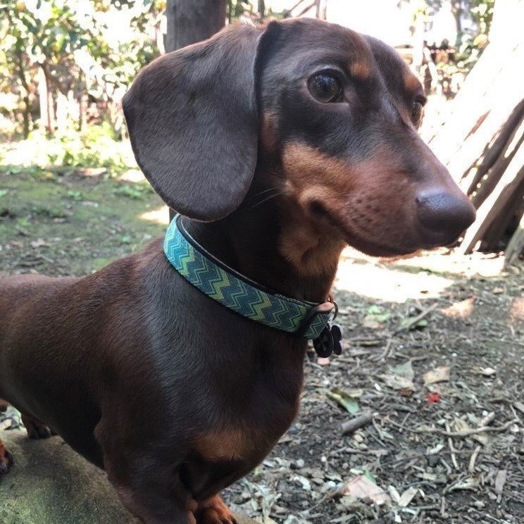 Max & Molly Smart ID Hundehalsband Vintage