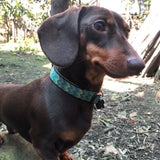 Max & Molly Smart ID Hundehalsband Vintage