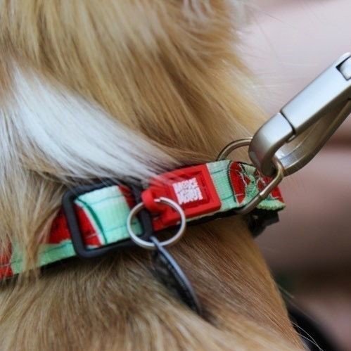 Max & Molly Smart ID Hundehalsband Watermelon