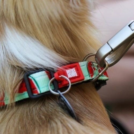 Max & Molly Smart ID Hundehalsband Watermelon