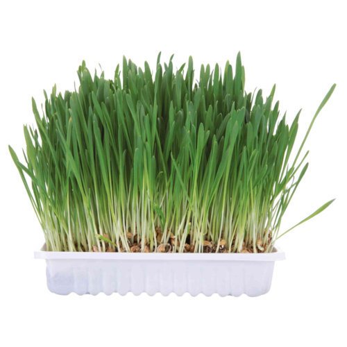 Nagergras, Schale – 100g
