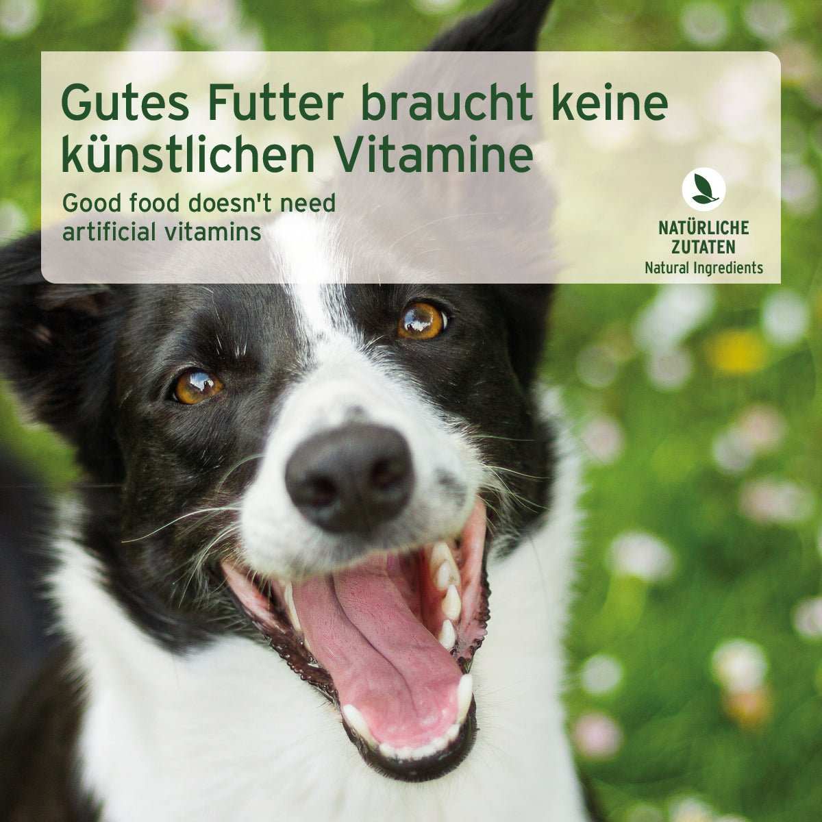 AniForte Nassfutter Rind pur