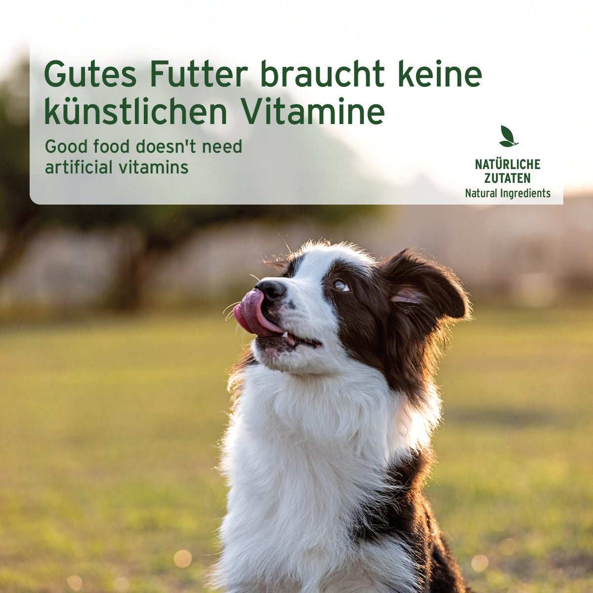 AniForte Nassfutter Ziege pur