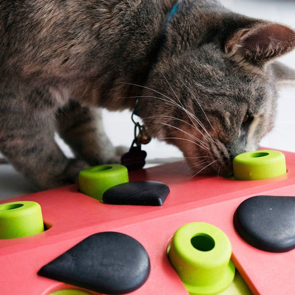 Katzen Puzzle Melon Madness