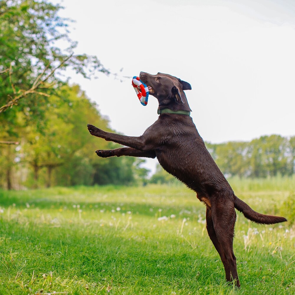Hundespielzeug Rettungsring mit Seil Floating