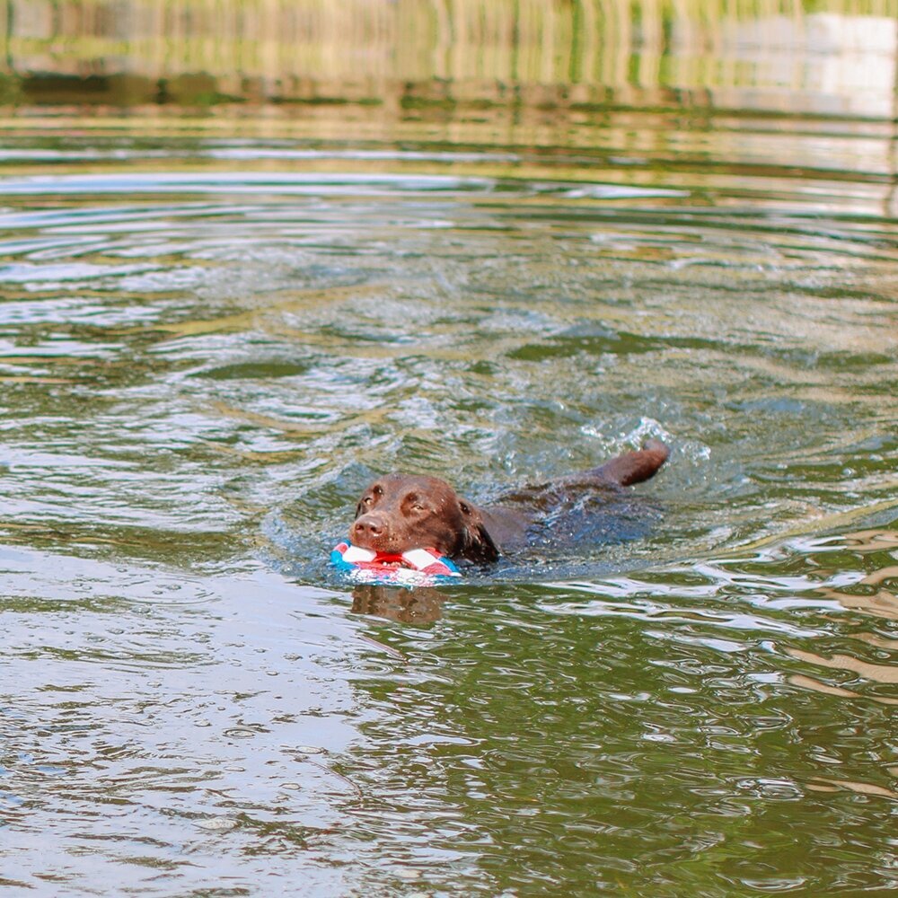 Hundespielzeug Rettungsring mit Seil Floating