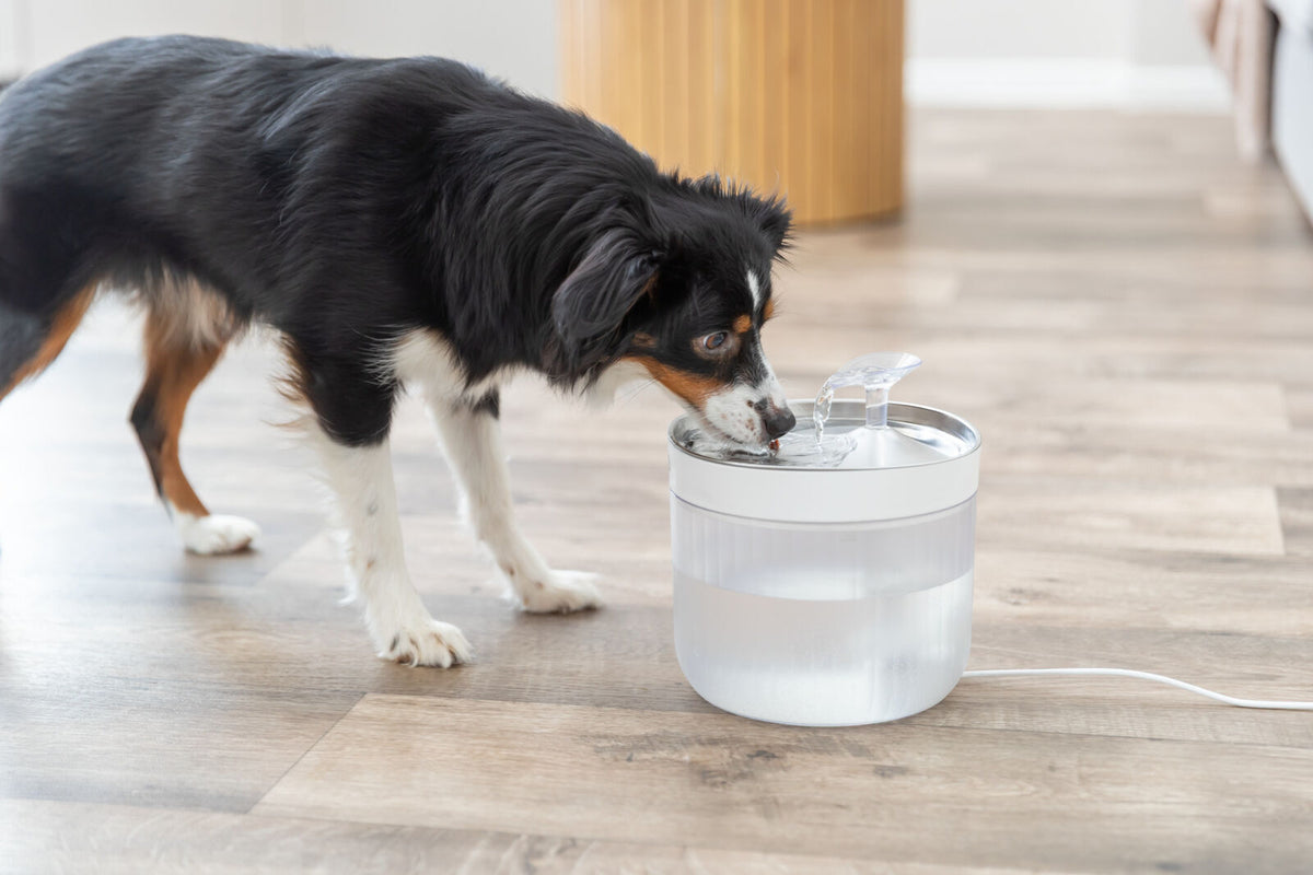 TRIXIE Aqua Clear Trinkbrunnen für Hunde – Edelstahlschale, 2,5 L, USB
