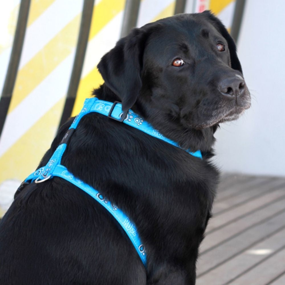 Rogz Fancy Dress Cool Graphics Hundegeschirr