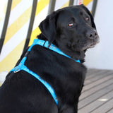 Rogz Fancy Dress Cool Graphics Hundegeschirr