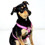Rogz Fancy Dress Cool Graphics Hundegeschirr