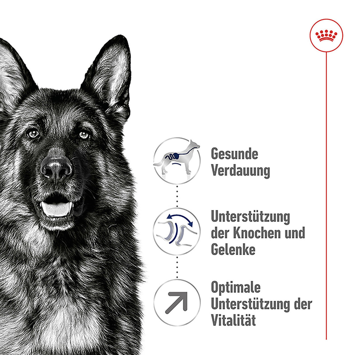 Royal Canin Maxi Adult 5+ Hundefutter