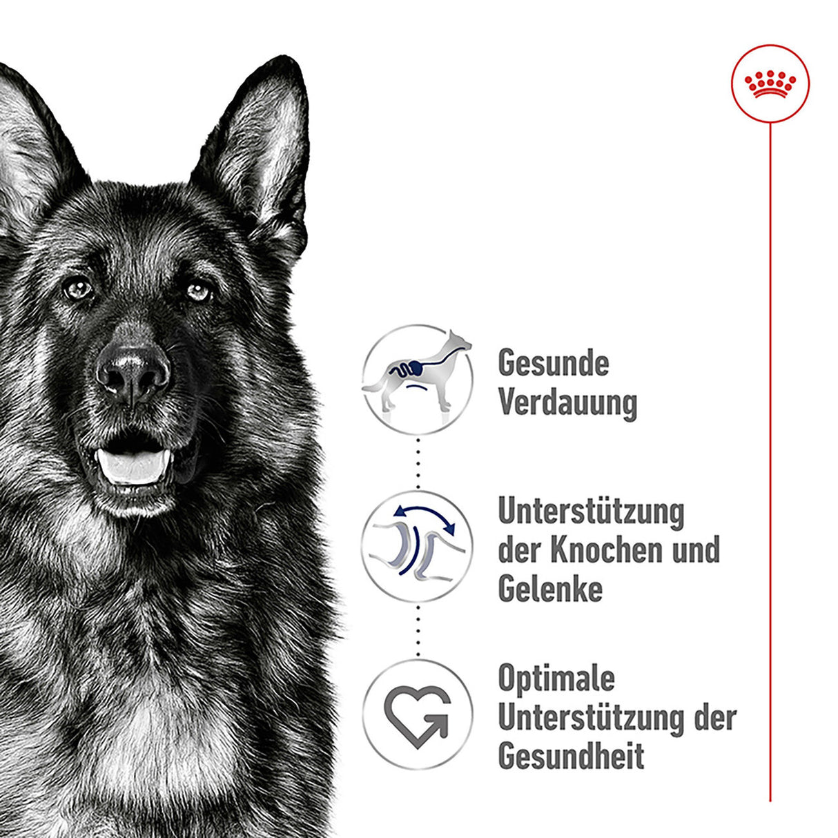 Royal Canin Maxi Adult Trockenfutter für große Hunde