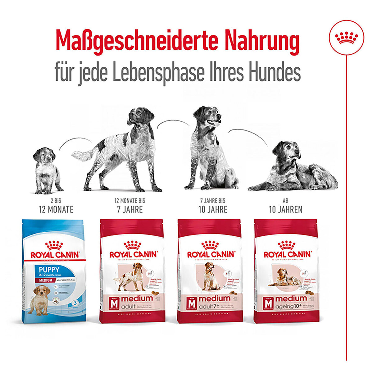 Royal Canin Medium Adult Trockenfutter für mittelgroße Hunde