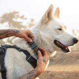 Front Range Collar Hundehalsband 2.0
