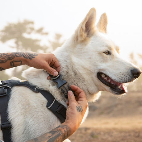 Front Range Collar Hundehalsband 2.0
