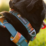 Front Range Collar Hundehalsband 2.0