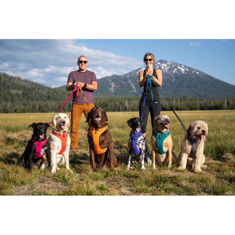 Front Range Harness Hundegeschirr 2.0