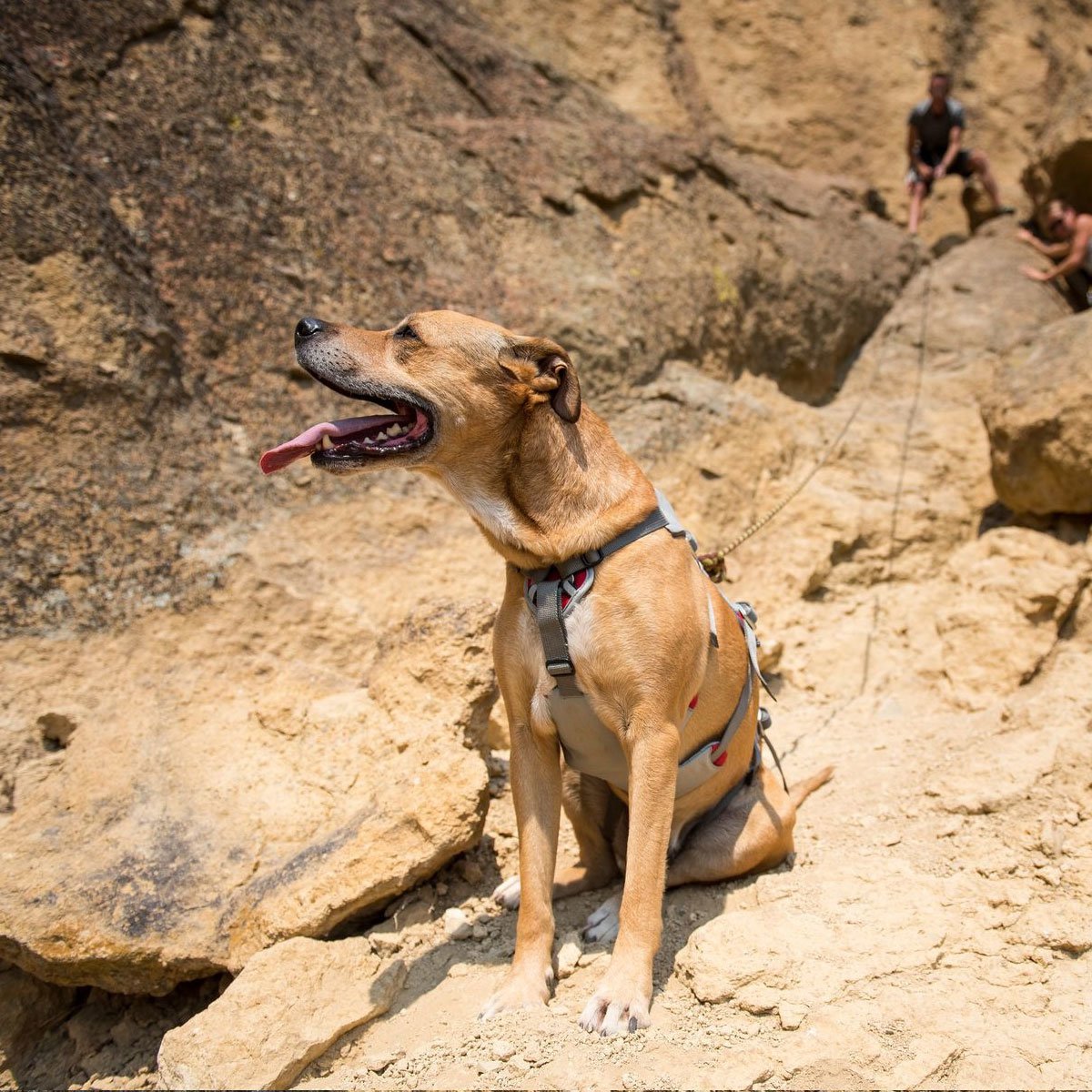 Ruffwear Hundegeschirr Doubleback Harness