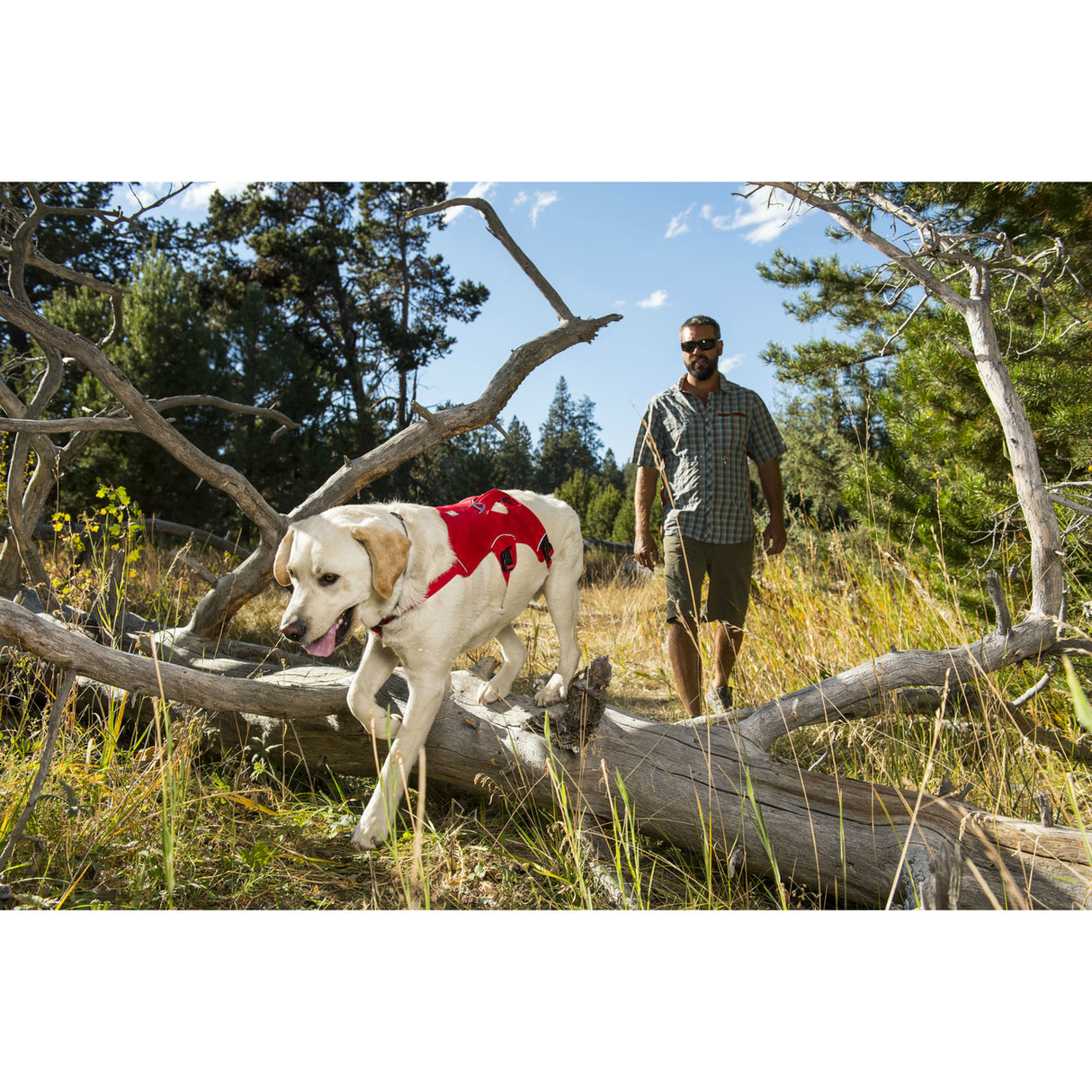 Ruffwear Hundegeschirr Webmaster
