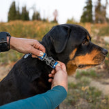 Ruffwear Web Reaction™ Collar Hundehalsband