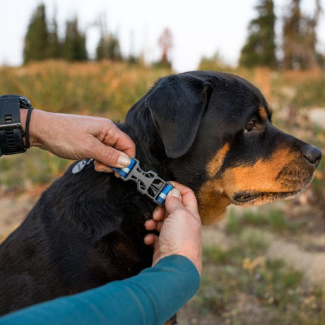 Ruffwear Web Reaction™ Collar Hundehalsband