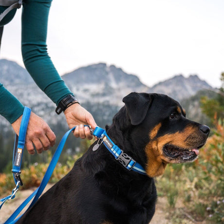 Ruffwear Web Reaction™ Collar Hundehalsband