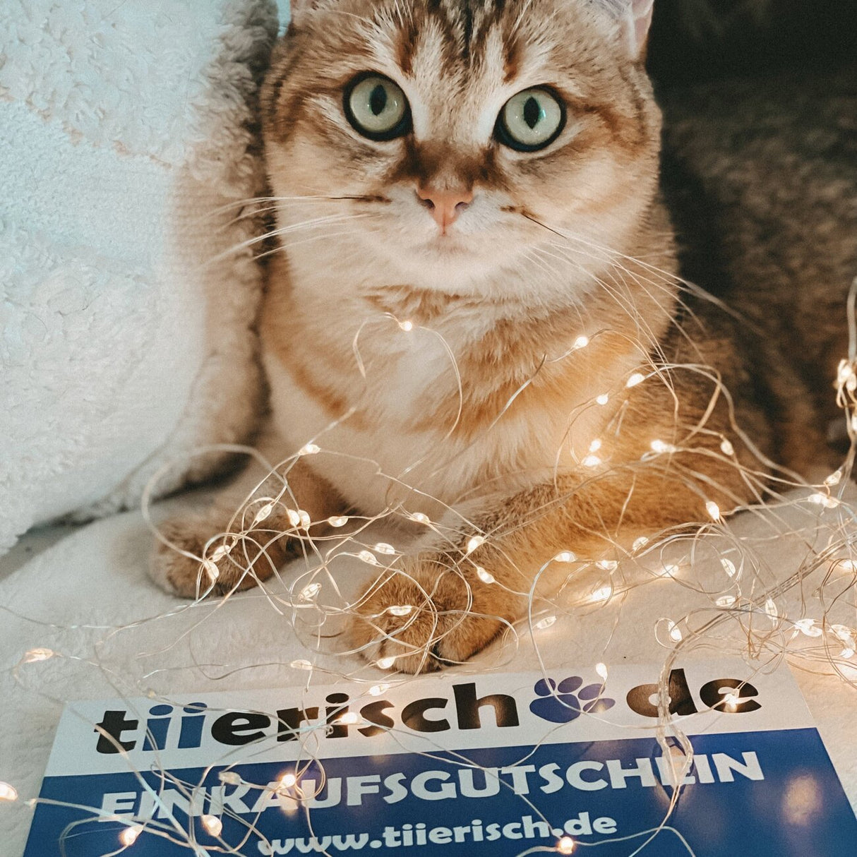 tiierisch.de Einkaufs Gutschein zum Verschenken