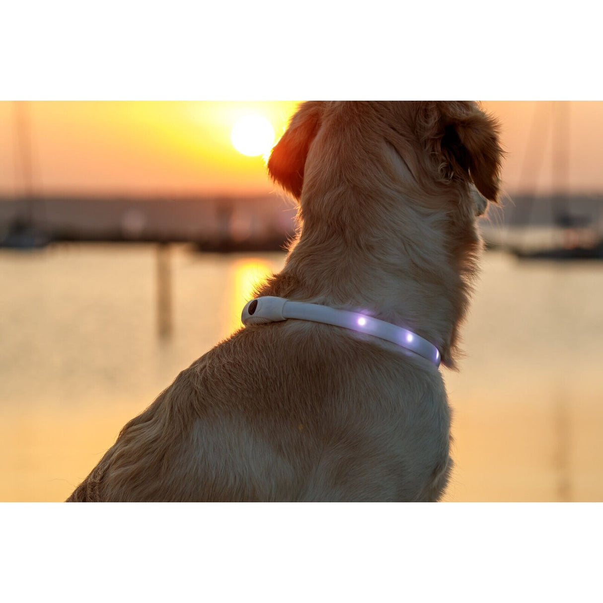 Flash Leuchtring für Hunde, USB, Silikon