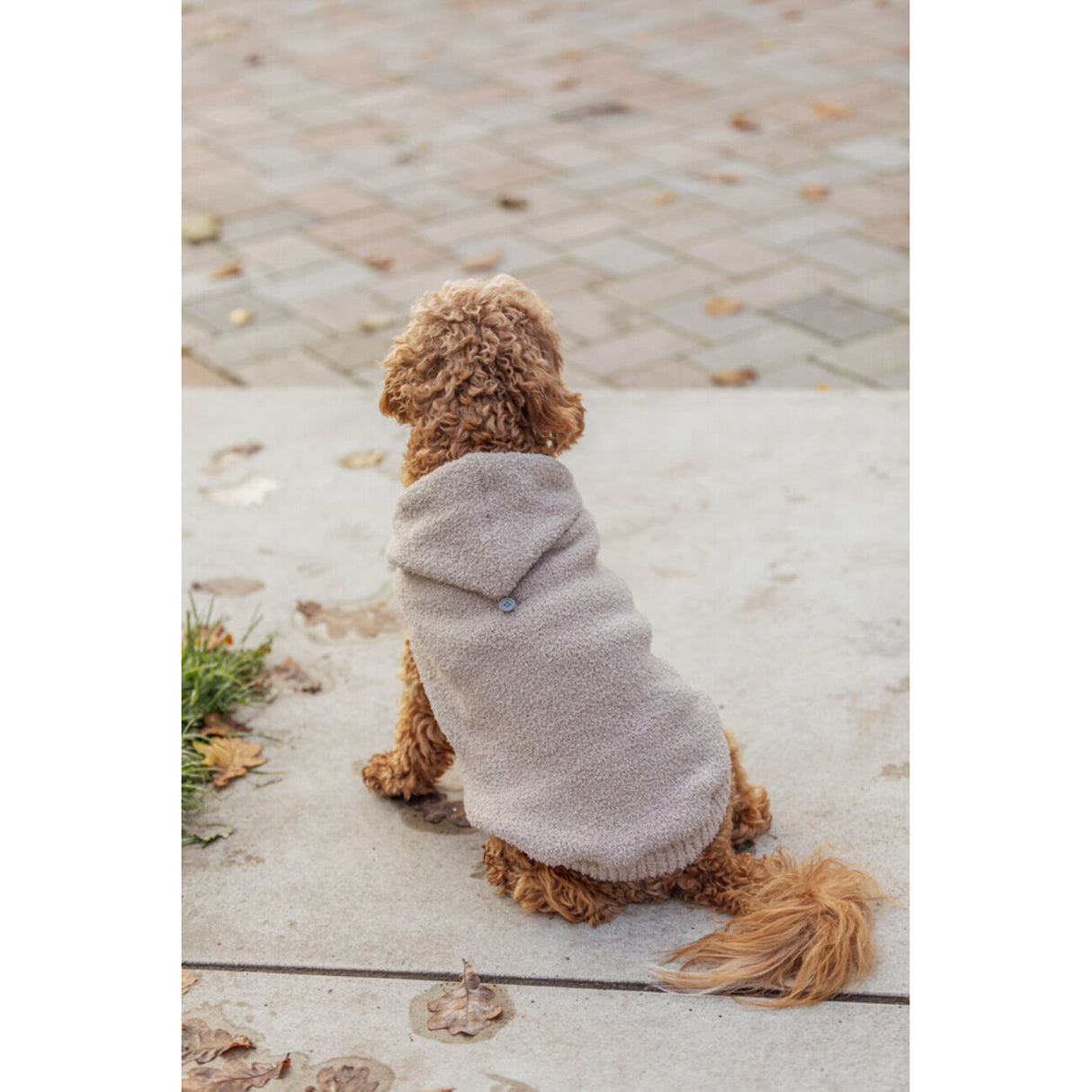 TRIXIE Hoodie Carson für Hunde | Warmer Kapuzenpullover | tiierisch.de