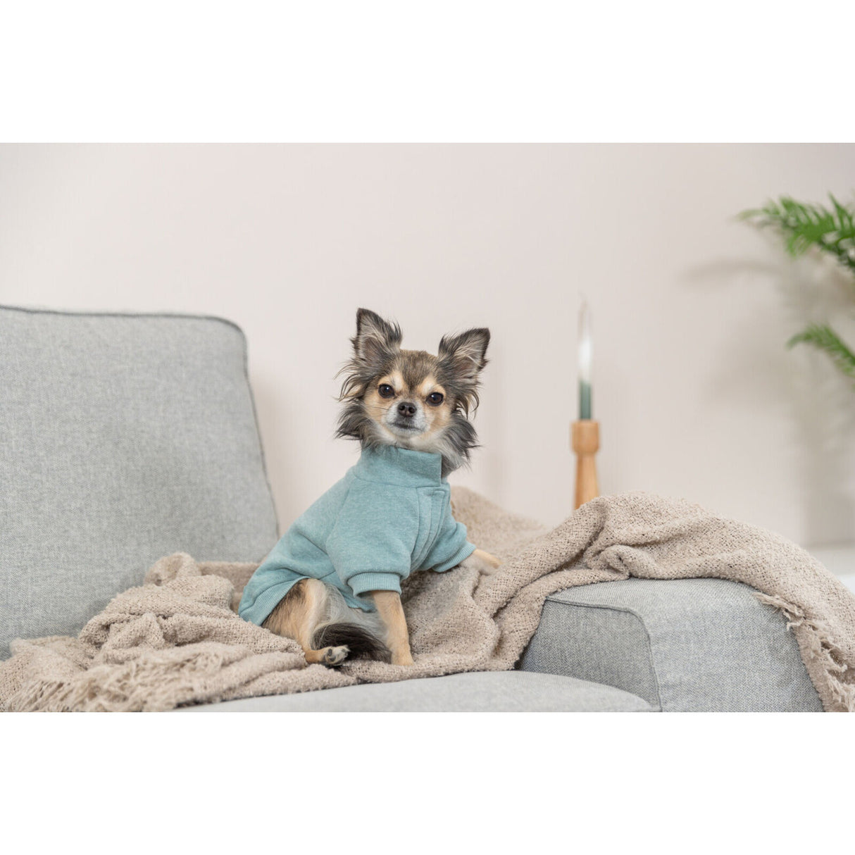 Hunde Sweatshirt Littleton