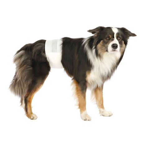 Hunde Windeln für Rüden
